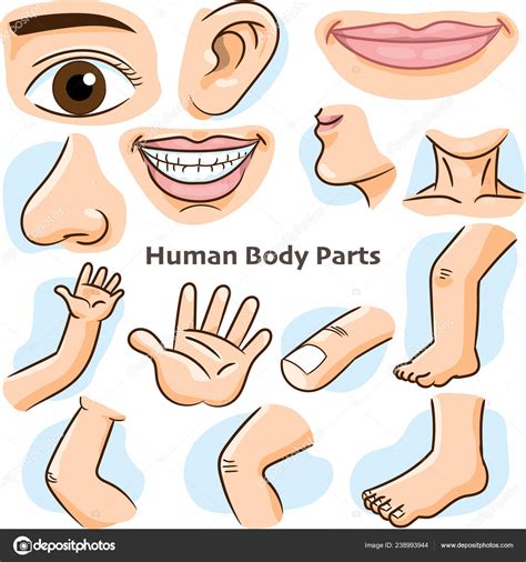 body parts cartoon image|printable cartoon body parts.